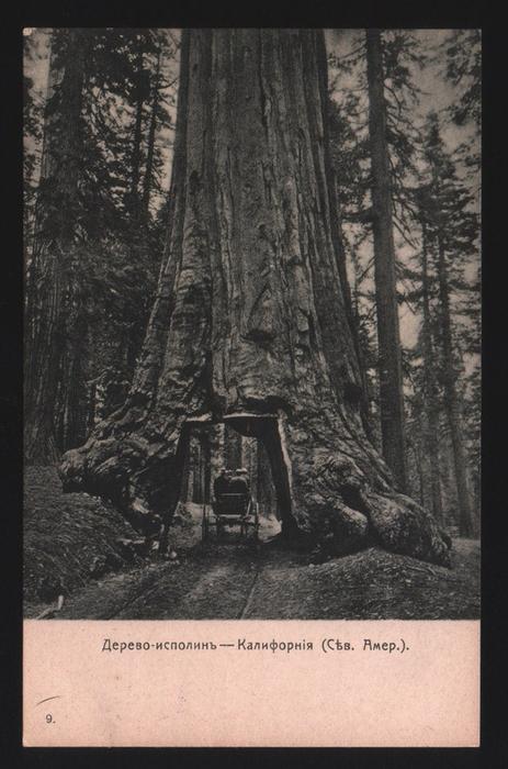 Дерево-исполин-Калифорния