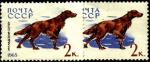 СССР 1965 год. Ирландский сеттер (3074). Разновидность - тёмная бумага и цвет правой марки (Ю)
