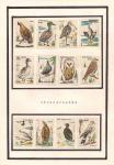 Набор иностранных спичечных этикеток. Чехословакия. Птицы (1). 12 штук.  НАКЛЕЕНЫ