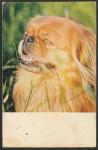 ПК. Собака породы "Пекинес", 1969 год, прошла почту 