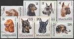 Болгария 1970 год. Собаки. 8 гашёных марок 