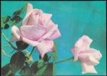 Открытка Две розы (фото В. Германа). Выпуск 1972 год