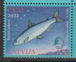 Латвия 2023 год. Европейская ряпушка, 1 марка (н