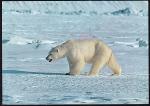 ПК Норвегии Белый медведь, надпечатка Экспедиция на оленях 1977 год, прошла почту